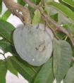 Unlocking the Healing Potential of Soursop: A Deep Dive into its Medicinal Properties