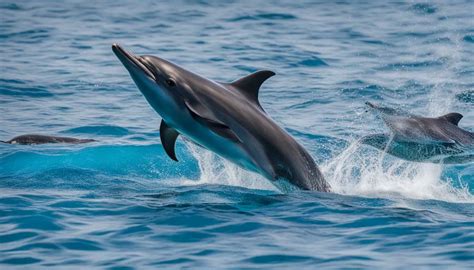 Unlocking the Language of the Ocean: Deciphering the Communication of Dolphins