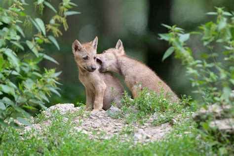 Unlocking the Link Between Wolf Cubs and Femininity