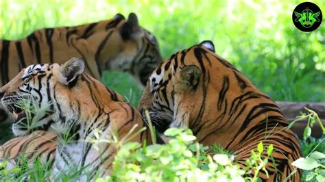 Unlocking the Mysteries: Secrets of Tiger Behavior Unveiled