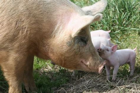 Unlocking the Mysteries of Dreaming about a Mother Sow and her Piglets