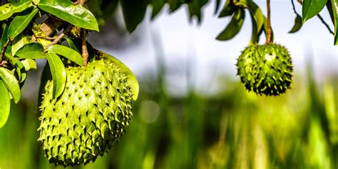 Unlocking the Mysteries of Soursop: A Journey into the Unknown