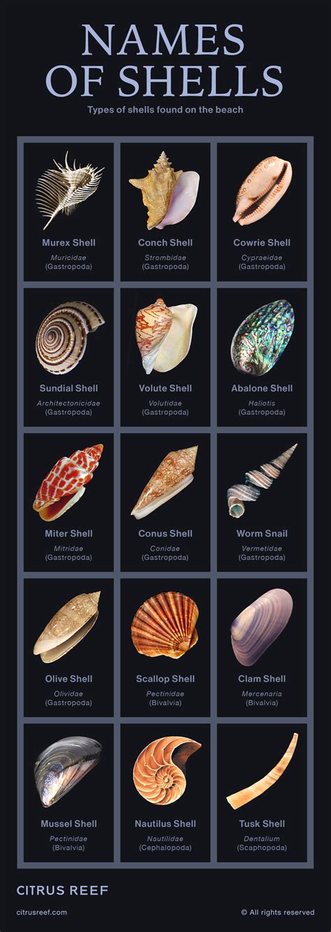 Unlocking the Mystery of Different Shells and Species: Discovering the Art of Shell Identification