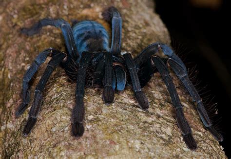 Unlocking the Possible Links Between Dreaming of a Fiery Tarantula and Real-Life Experiences