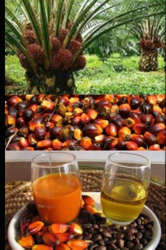 Unlocking the Potential: Harnessing Palm Kernel Oil as a Sustainable Resource