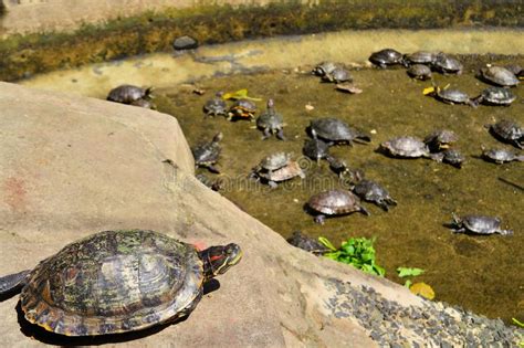 Unlocking the Power Within: Exploring the Tenacity Symbolized by Turtles in Dreamscapes