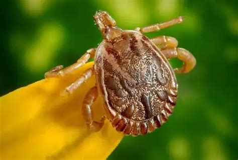 Unlocking the Profound Significance of Tick Bites in Dreams