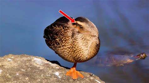 Unlocking the Secrets: How Ducks Acquire Language Skills