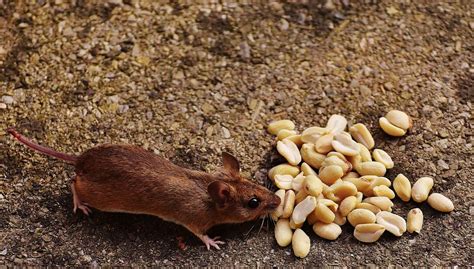 Unlocking the Secrets: Rat Feces as a Symbol of Transformation