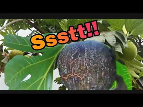 Unlocking the Secrets of Breadfruit Harvesting