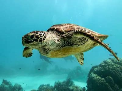 Unlocking the Secrets of Turtle Dreams: Insights into Personal Growth