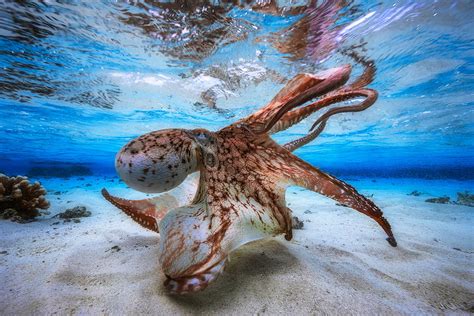 Unlocking the Significance Behind Visions of Octopuses Devouring Marine Life