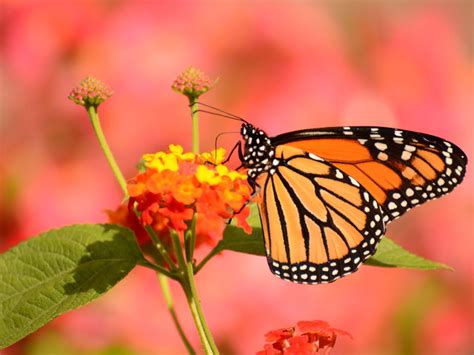 Unlocking the Significance and Advantages of Experiencing a Profusion of Butterflies in Your Dreams