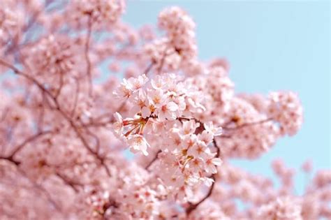 Unlocking the Spiritual Essence of Blush-Colored Blossoms within Dream Interpretation