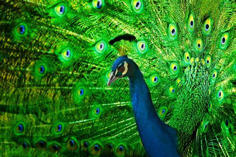 Unlocking the Symbolic Significance: Exploring the Hidden Meanings Behind Peacock Dreams