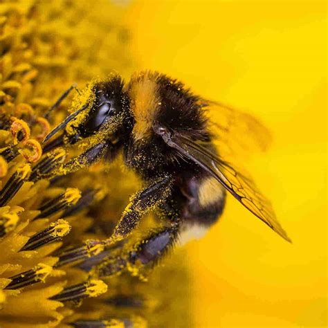 Unlocking the Symbolism: Bumble Bees in Dreams