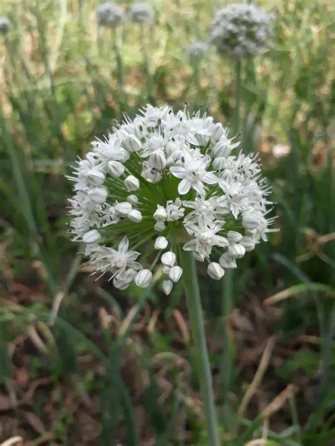 Unlocking the Symbolism of Dreaming about Tossing Allium cepa Bulbs