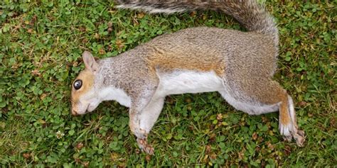 Unraveling Clues: Decoding the Symbolism of the Elusive Squirrel