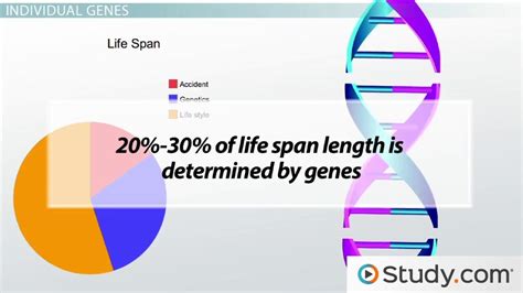 Unraveling the Enigma: Exploring the Genetic and Environmental Factors that Influence Aging