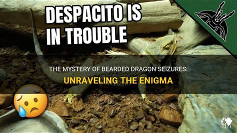 Unraveling the Enigma: What Are Sea Dragons?