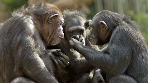 Unraveling the Enigma of the Chimpanzee-Human Bond