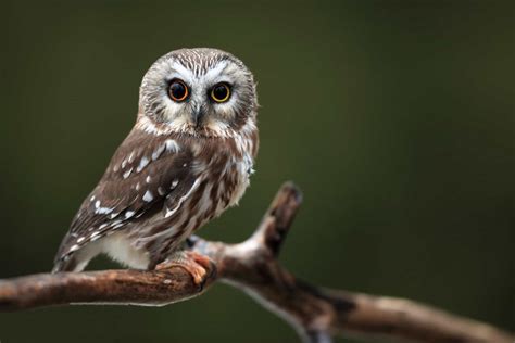 Unraveling the Enigmatic Attraction of Owls