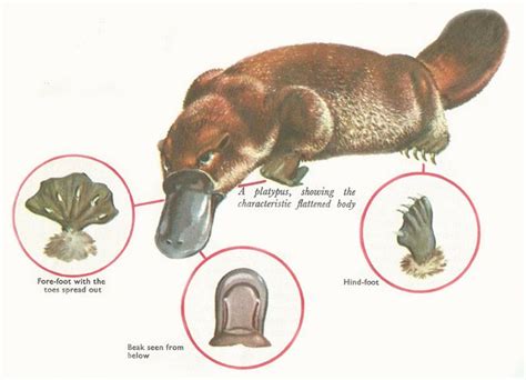 Unraveling the Enigmatic Behaviors of the Duck-Billed Australian Creature