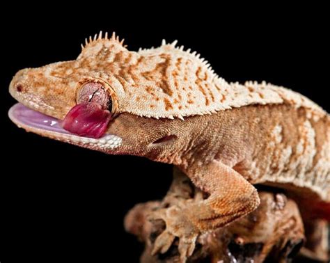 Unraveling the Enigmatic Charm of Innocuous Reptiles