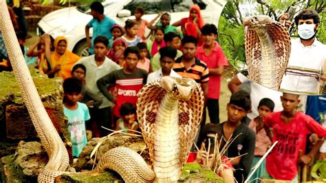 Unraveling the Enigmatic Encounter: Understanding the Significance of a Serpent Pursuing a Canine