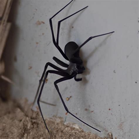 Unraveling the Enigmatic Nature of the Recluse Spider