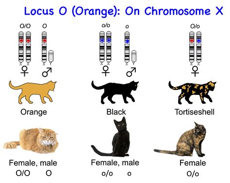 Unraveling the Genetics: What Triggers Pink Fur in Felines?