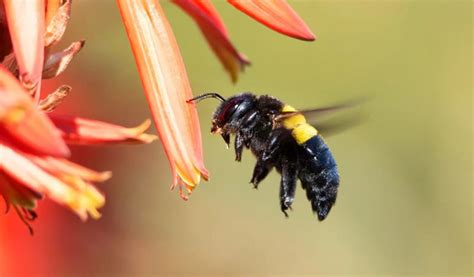 Unraveling the Importance of Beeswax in Dreams