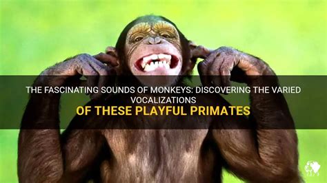 Unraveling the Intricacies of Monkey Vocalizations