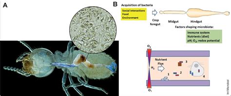 Unraveling the Intriguing Relationship Between Termites and Fungi