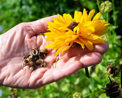 Unraveling the Magic of Flowering Plants: From Seed to Blossom