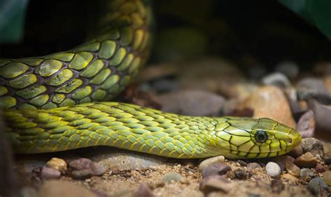 Unraveling the Mysteries of the Enigmatic Green Mamba