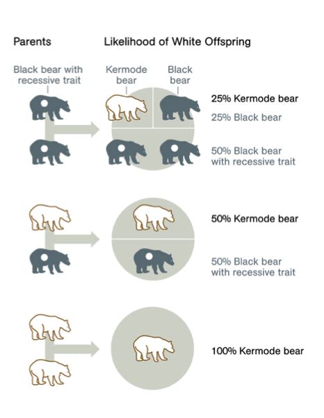 Unraveling the Mysteries of the Spirit Bear's Genetic Makeup