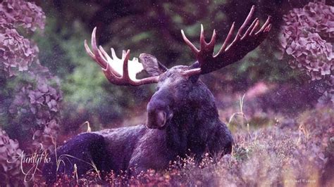 Unraveling the Mysterious Universe of Moose Dreams