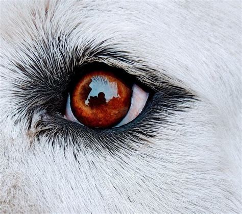 Unraveling the Mysterious Vision of a Scarlet Canine