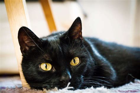 Unraveling the Mystery: Exploring Superstitions Surrounding Ebony Felines