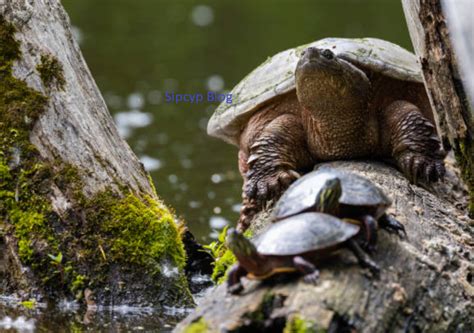 Unraveling the Mystery of Snapping Turtles' Unique Shells