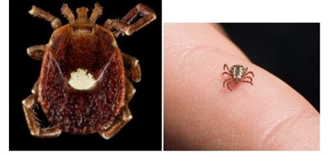 Unraveling the Peril of Tick Infestations: Statistics and Insights