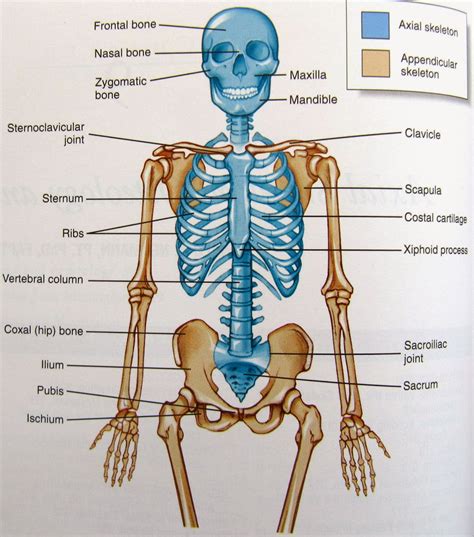 Unraveling the Psychological Significance of Ivory Skeletal Structures in Dreams