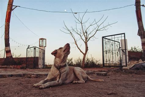 Unraveling the Psychological Significance of a Canine Vision in the Sleeping Quarters