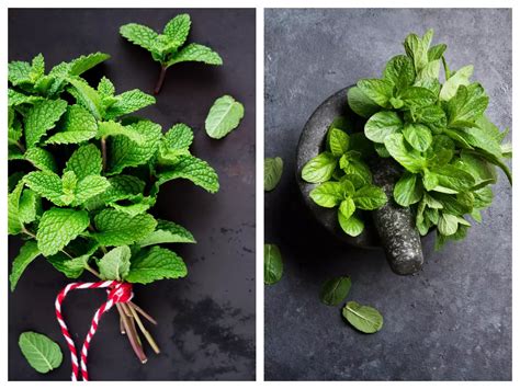 Unraveling the Relationship Between Dreams and the Aroma of Mint