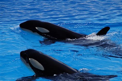 Unraveling the Secrets of Communication Among Orcas