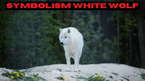 Unraveling the Significance of Being Enveloped by a White Wolf's Nibble