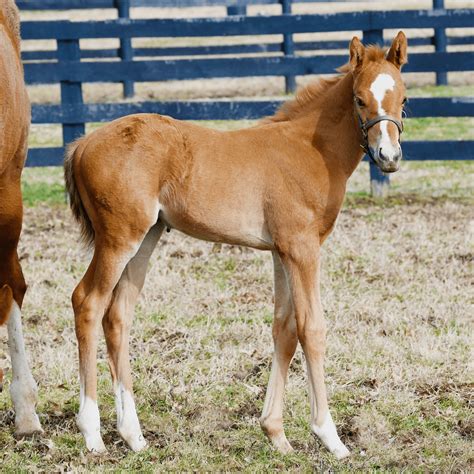 Unraveling the Significance of Freshly Arrived Foals