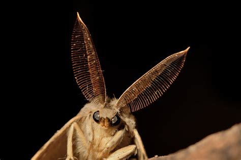 Unraveling the Significance of Nocturnal Pollinators: Insights from Bats to Moths