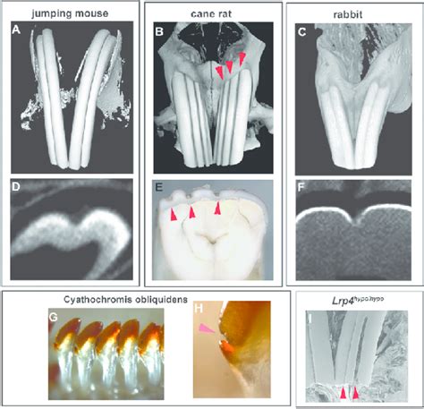 Unraveling the Significance of Rodent Incisors in the Depths of Your Subconscious